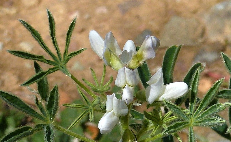 Lupinus albus subsp. albus photo 3