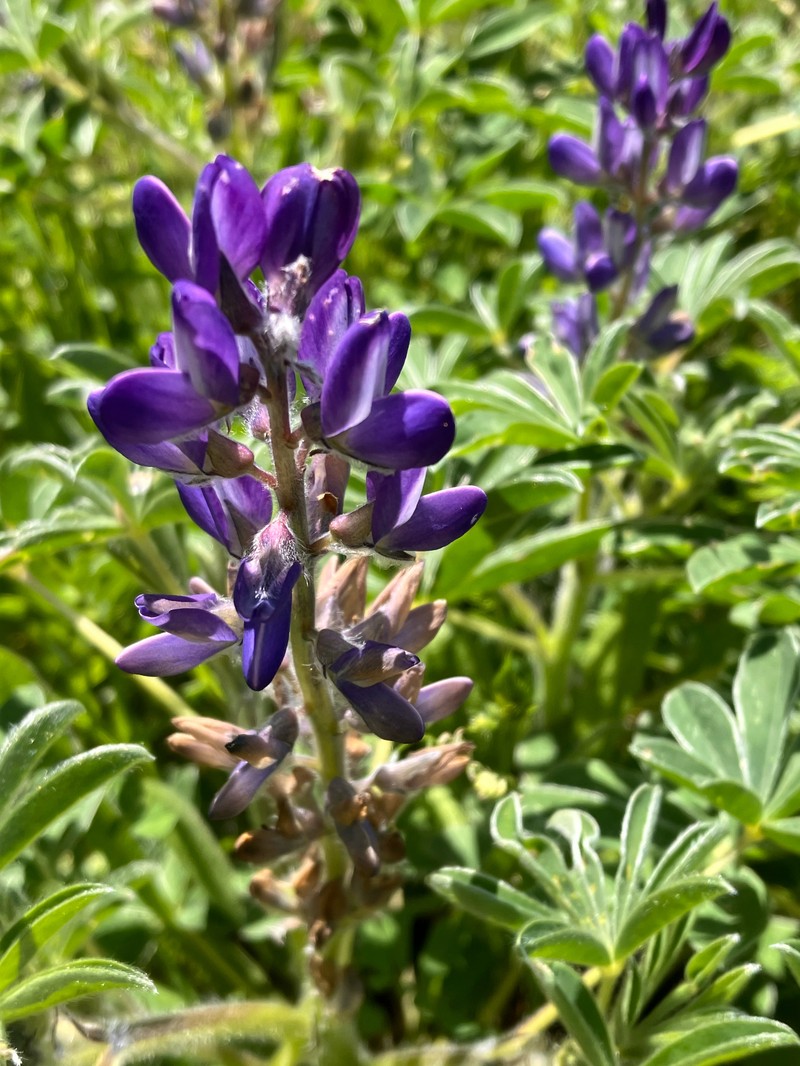 Lupinus albus subsp. graecus