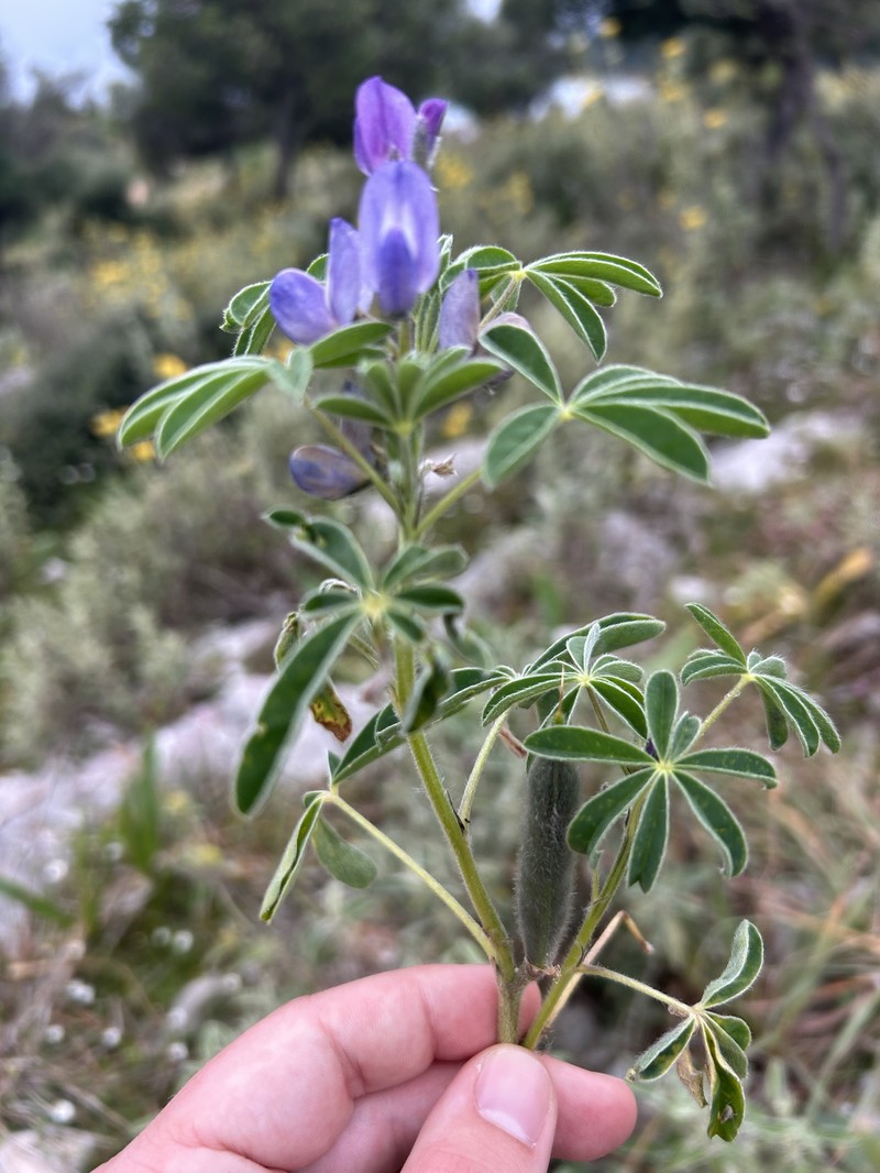 Lupinus albus subsp. graecus photo 2