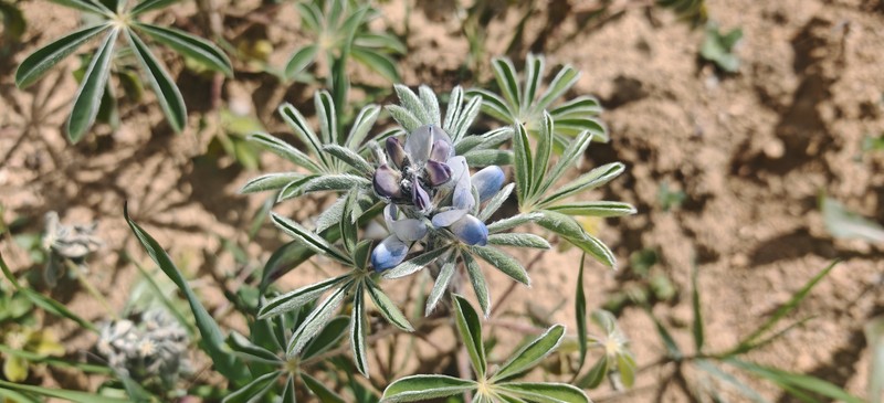 Lupinus albus subsp. graecus photo 3