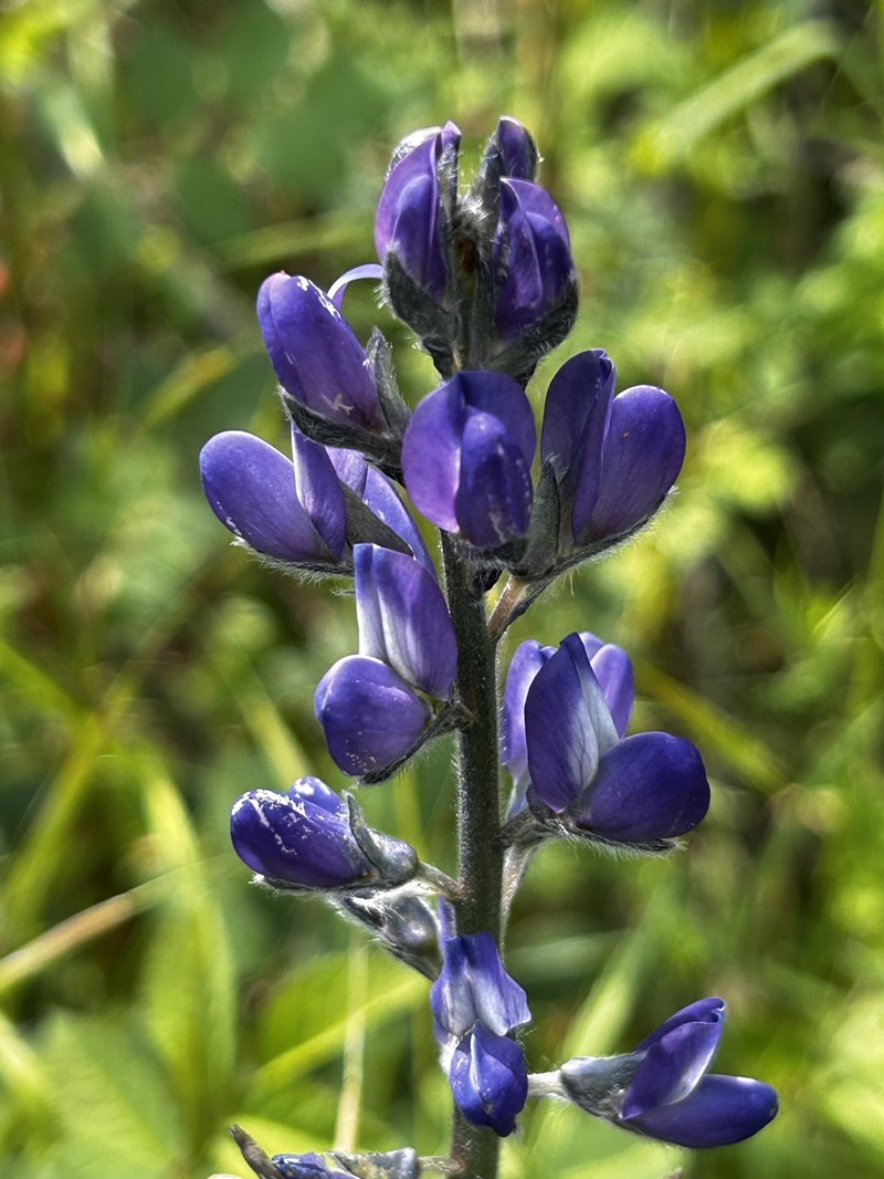 Lupinus albus subsp. graecus photo 4