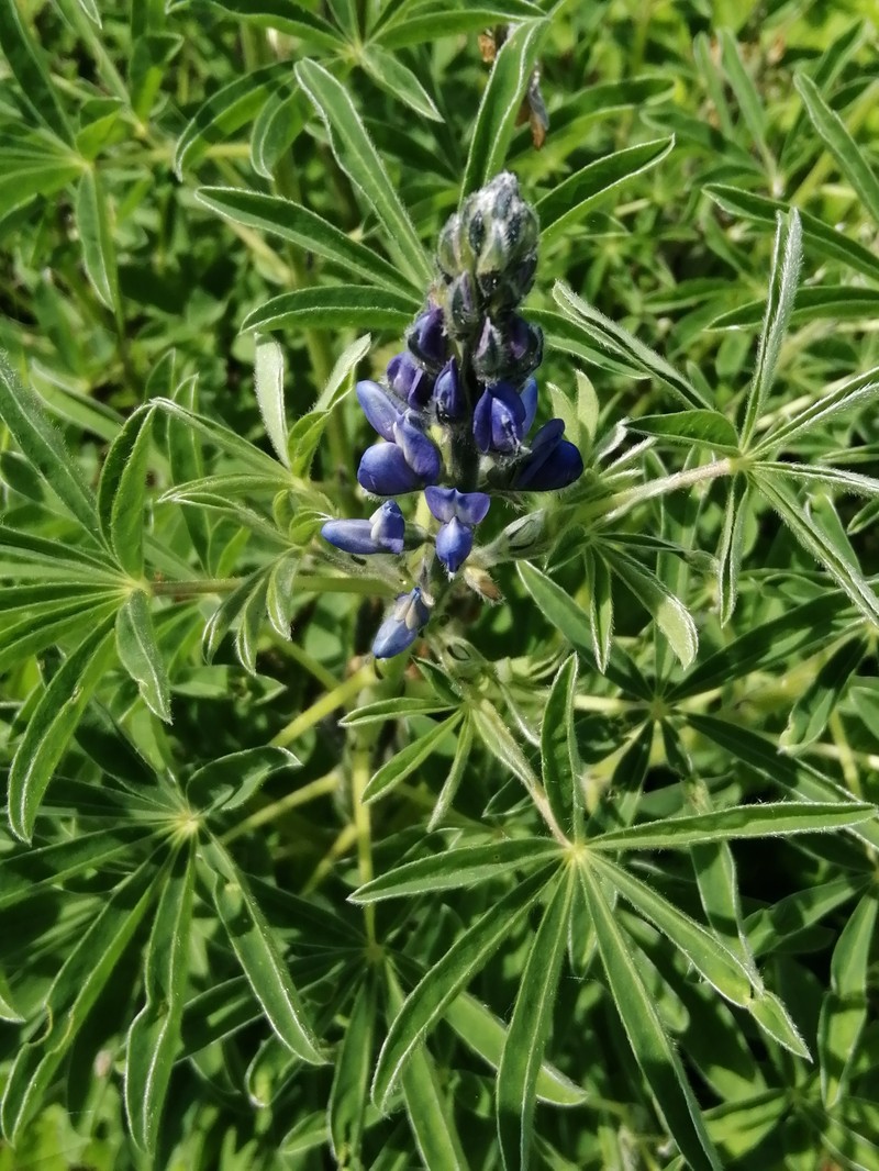 Lupinus albus subsp. graecus photo 5