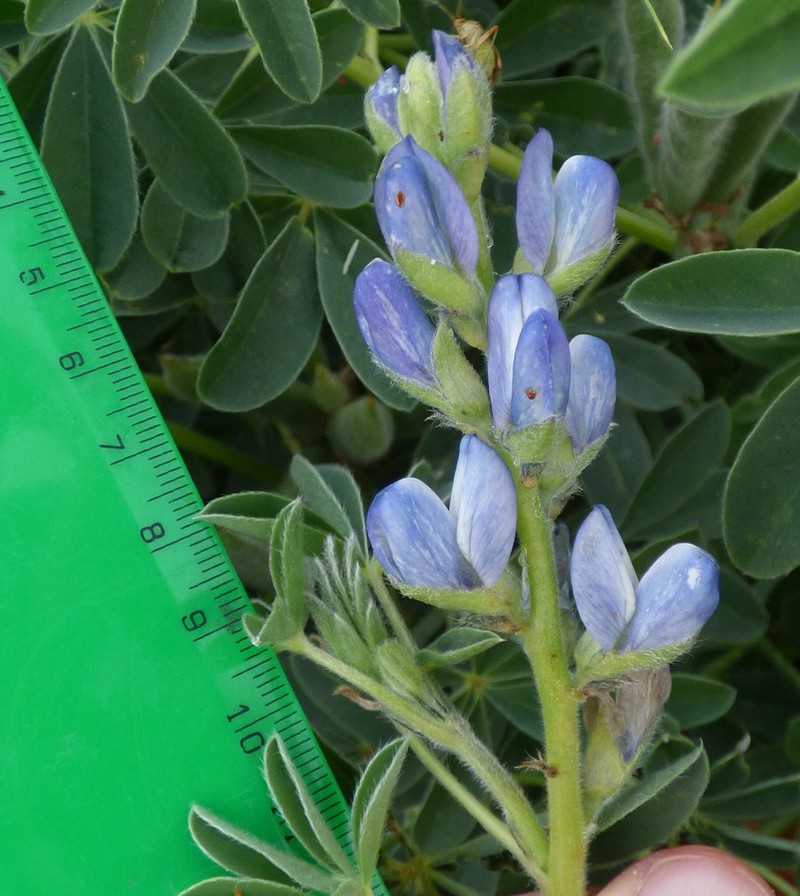 Lupinus albus subsp. graecus photo 6