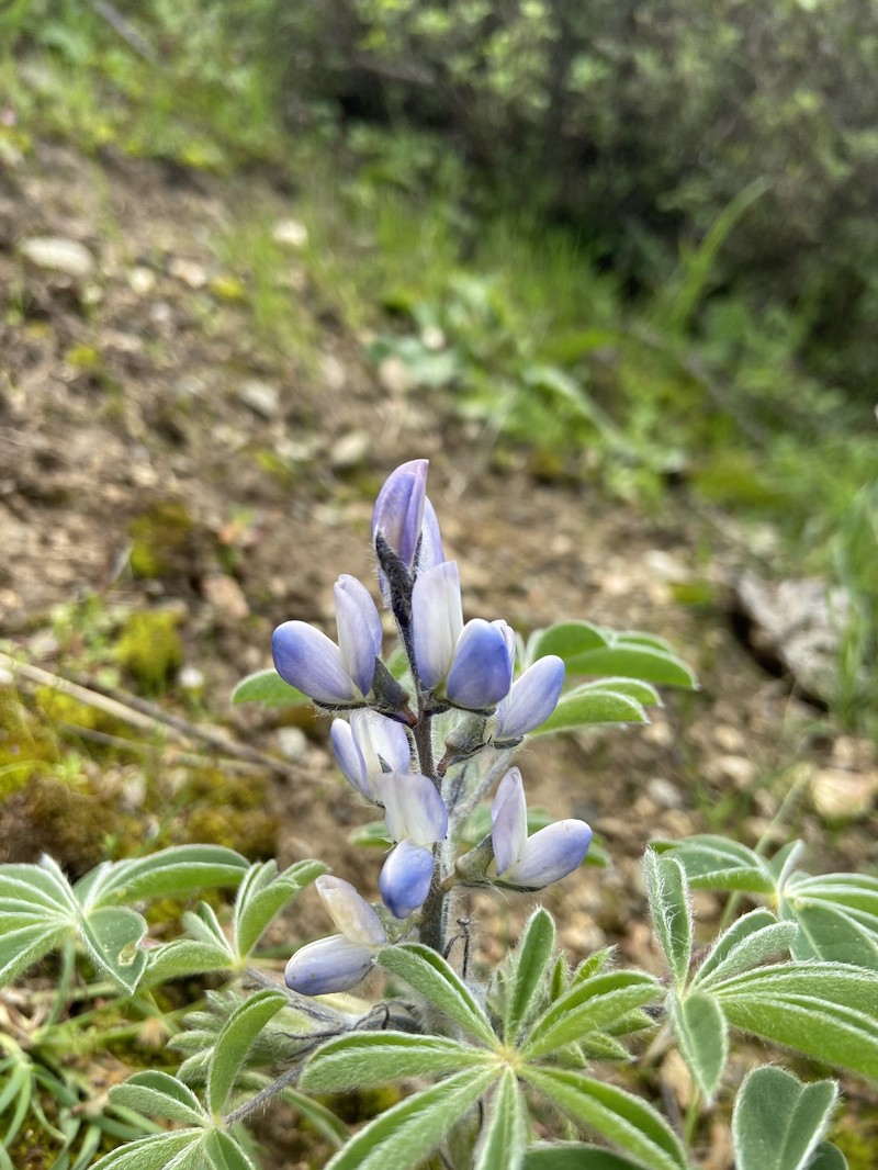 Lupinus albus subsp. graecus photo 7