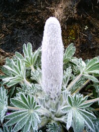 Lupinus alopecuroides