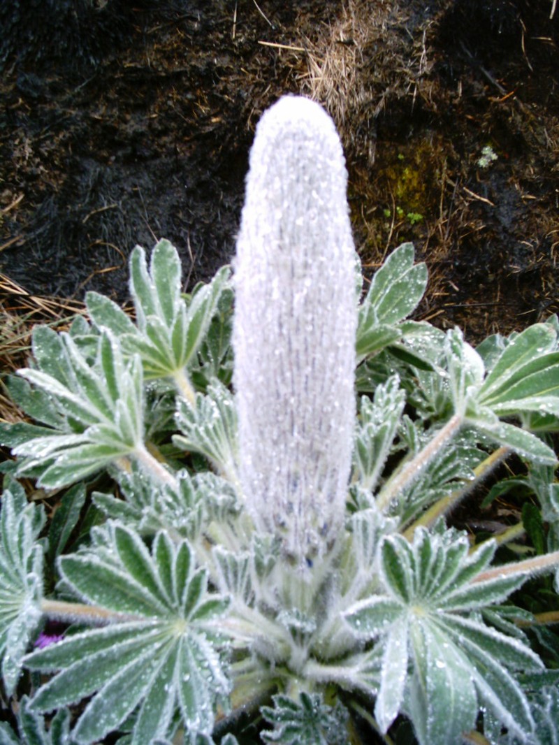 Lupinus alopecuroides