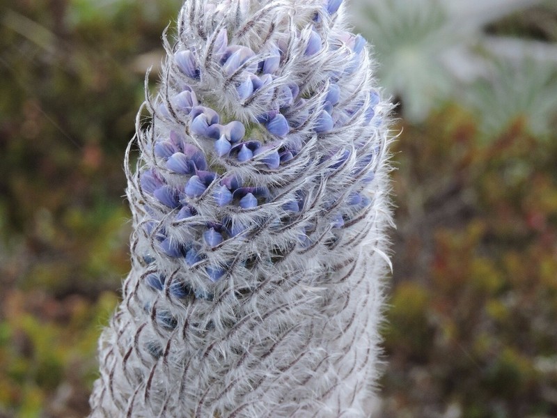 Lupinus alopecuroides photo 2