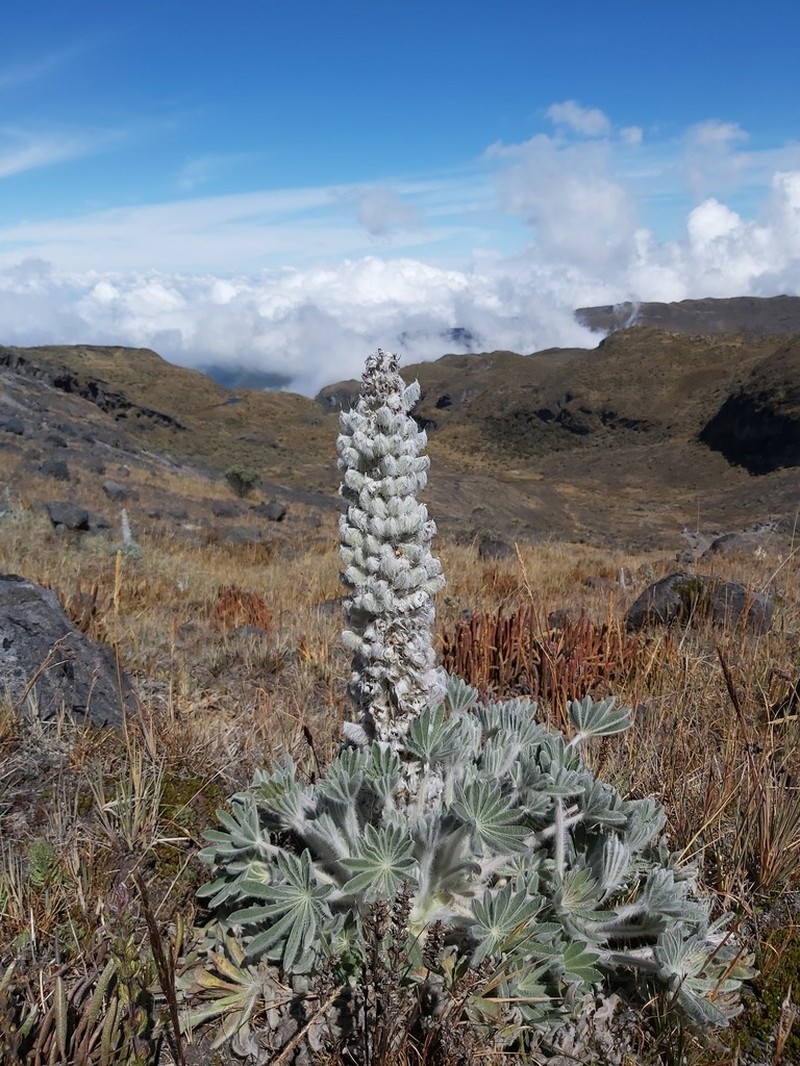 Lupinus alopecuroides photo 3