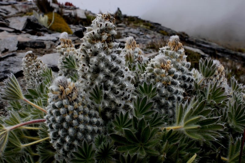 Lupinus alopecuroides photo 4