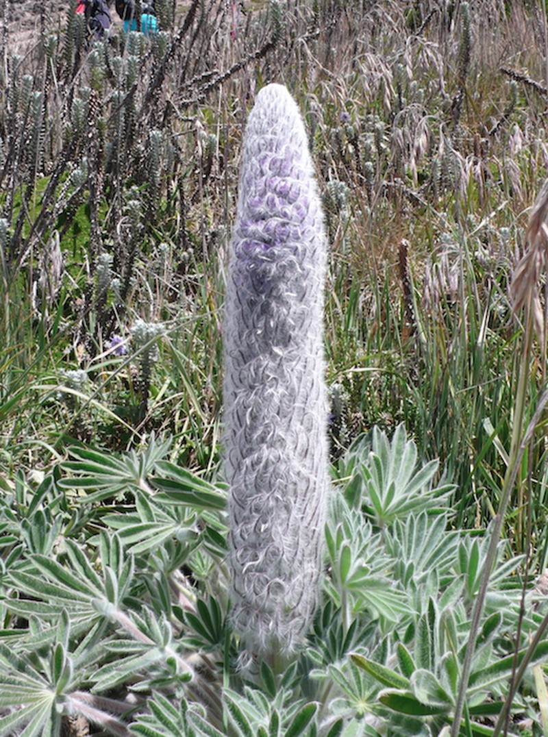 Lupinus alopecuroides photo 5