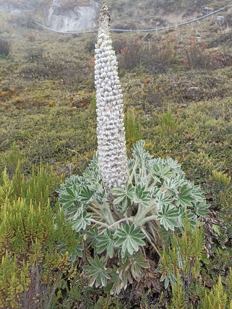 Lupinus alopecuroides photo 6
