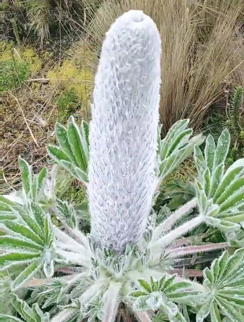 Lupinus alopecuroides photo 7