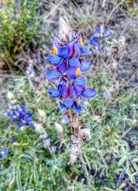 Lupinus altimontanus