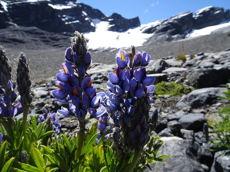 Lupinus altimontanus photo 2