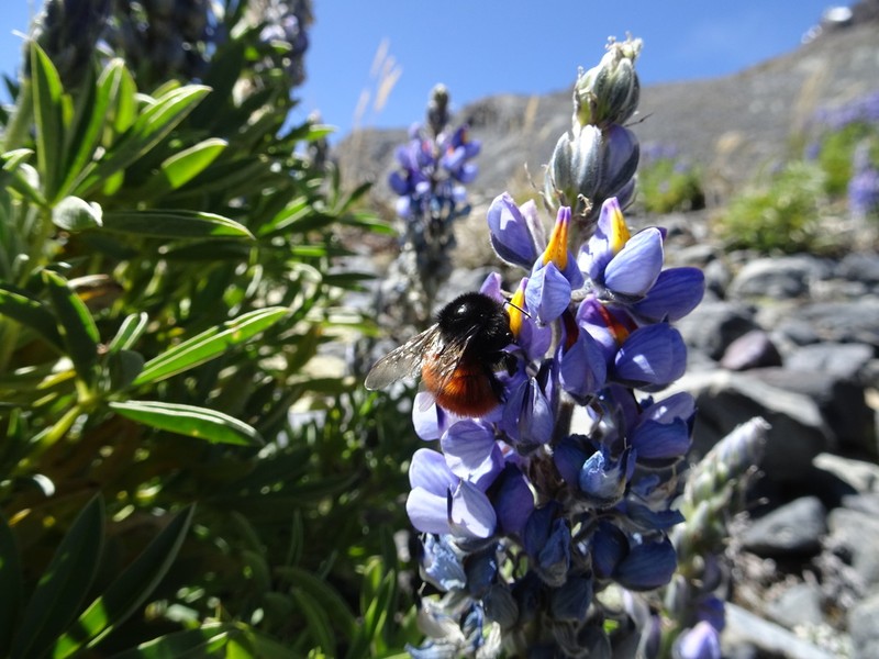 Lupinus altimontanus photo 3