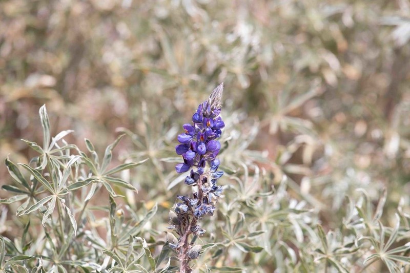 Lupinus altimontanus photo 4