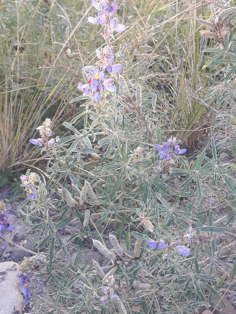 Lupinus altimontanus photo 5