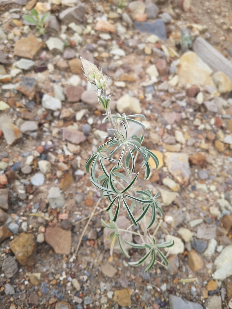Lupinus altimontanus photo 6