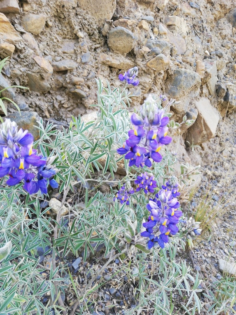 Lupinus altimontanus photo 7