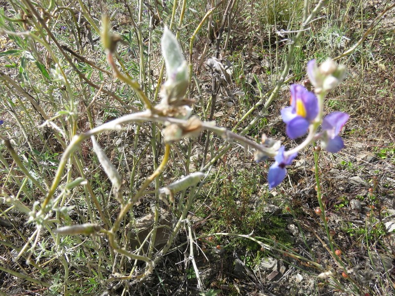 Lupinus altimontanus photo 8