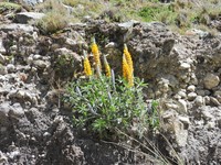 Lupinus altiplani
