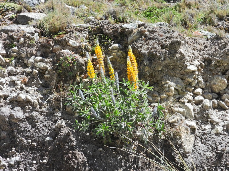 Lupinus altiplani