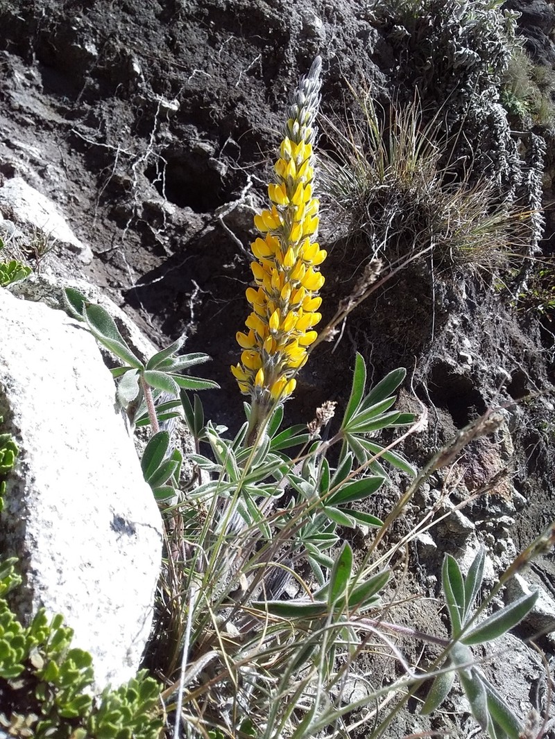 Lupinus altiplani photo 2