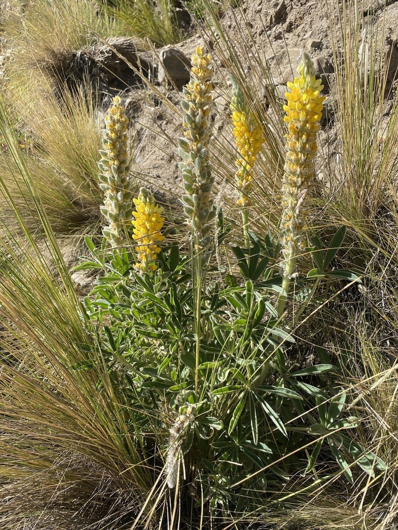 Lupinus altiplani photo 3