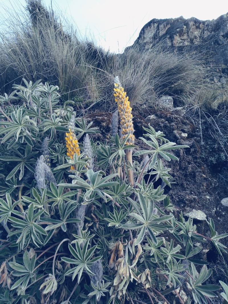 Lupinus altiplani photo 4