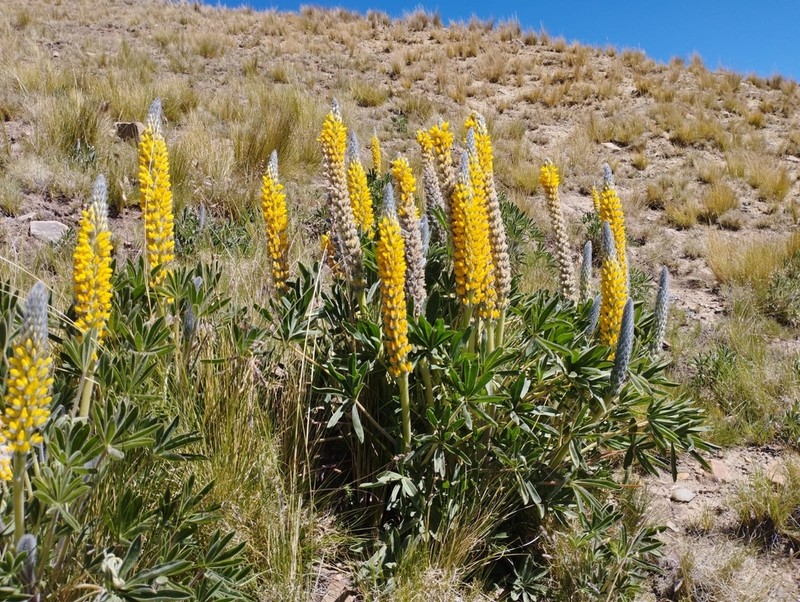Lupinus altiplani photo 5