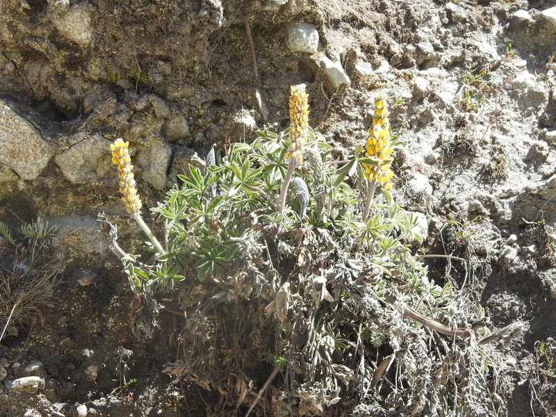 Lupinus altiplani photo 6