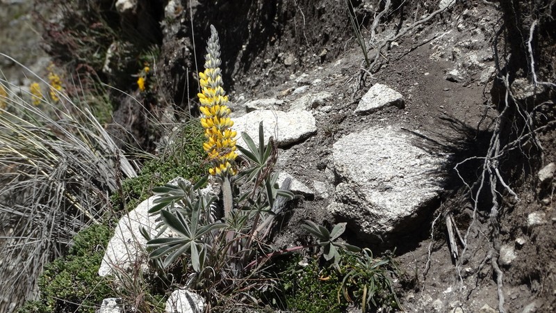 Lupinus altiplani photo 7