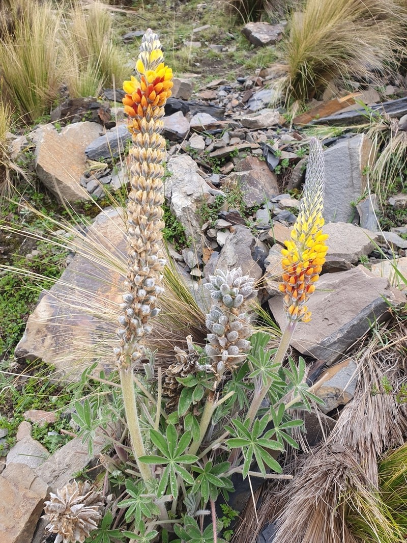Lupinus altiplani photo 8