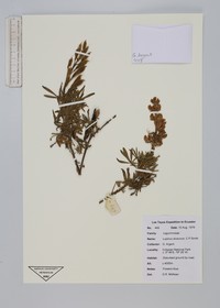 Lupinus alveorum