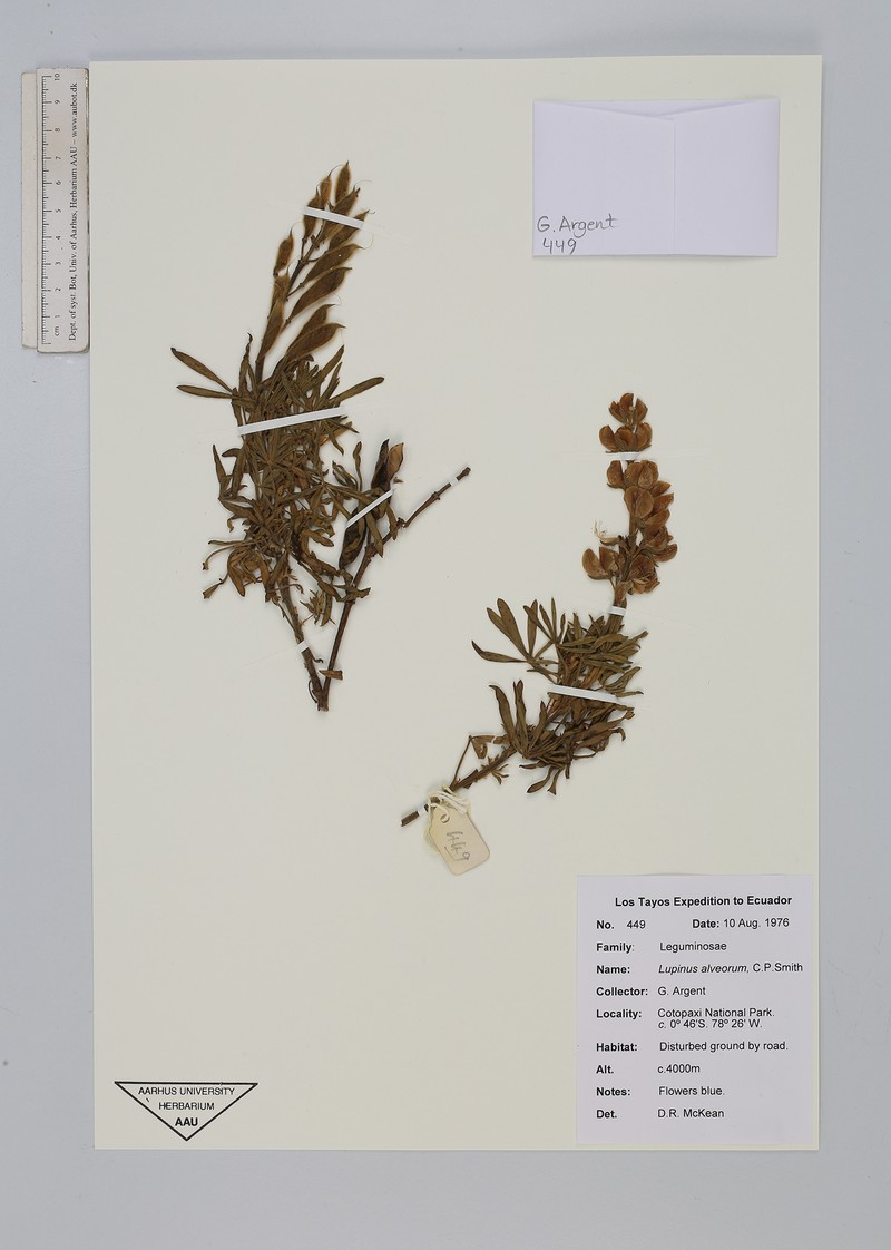 Lupinus alveorum