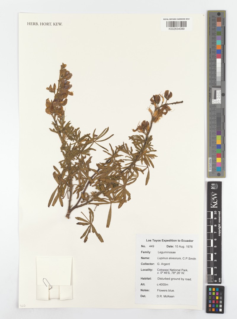 Lupinus alveorum photo 2