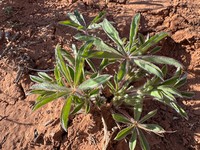 Sand Lupine