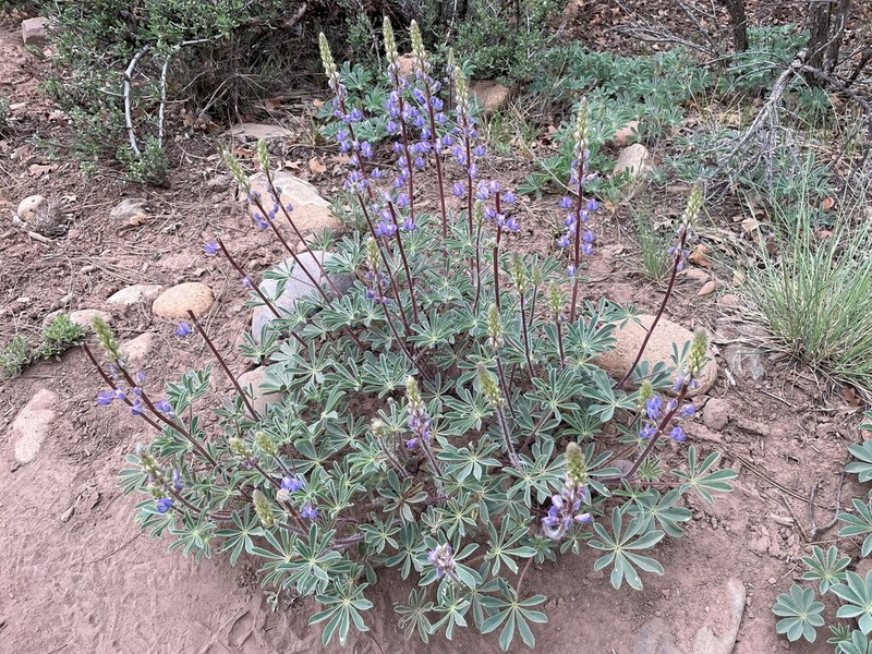 Sand Lupine photo 2