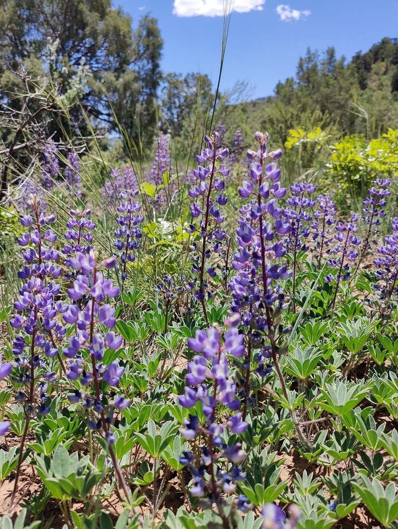 Sand Lupine photo 3