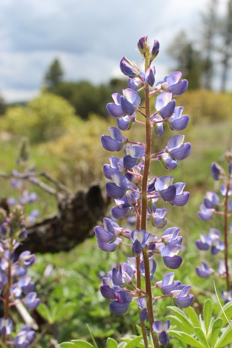 Sand Lupine photo 4