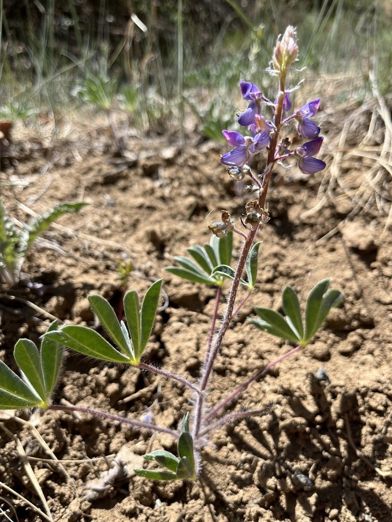 Sand Lupine photo 5