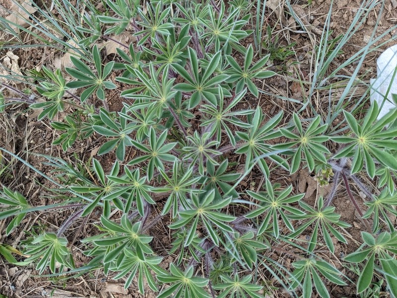 Sand Lupine photo 6