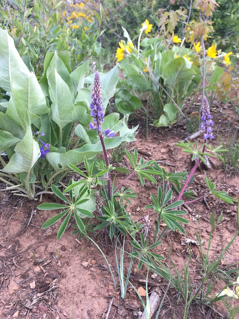 Sand Lupine photo 7
