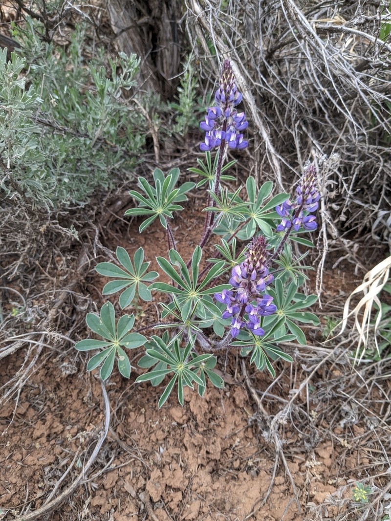Sand Lupine photo 8