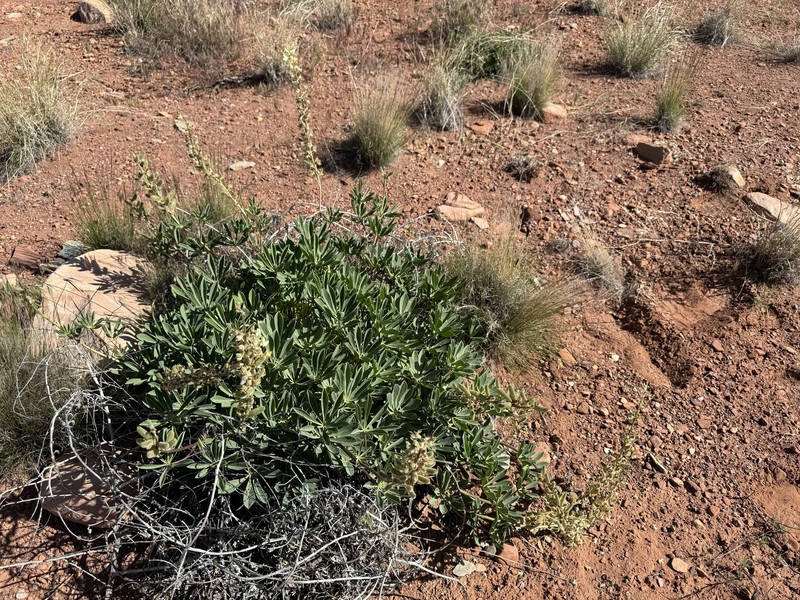 Paradox Lupine