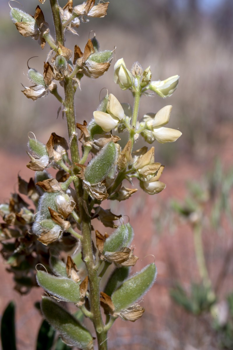 Paradox Lupine photo 2