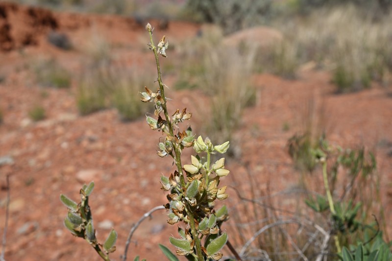 Paradox Lupine photo 3