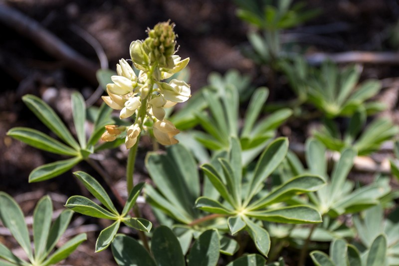 Paradox Lupine photo 4