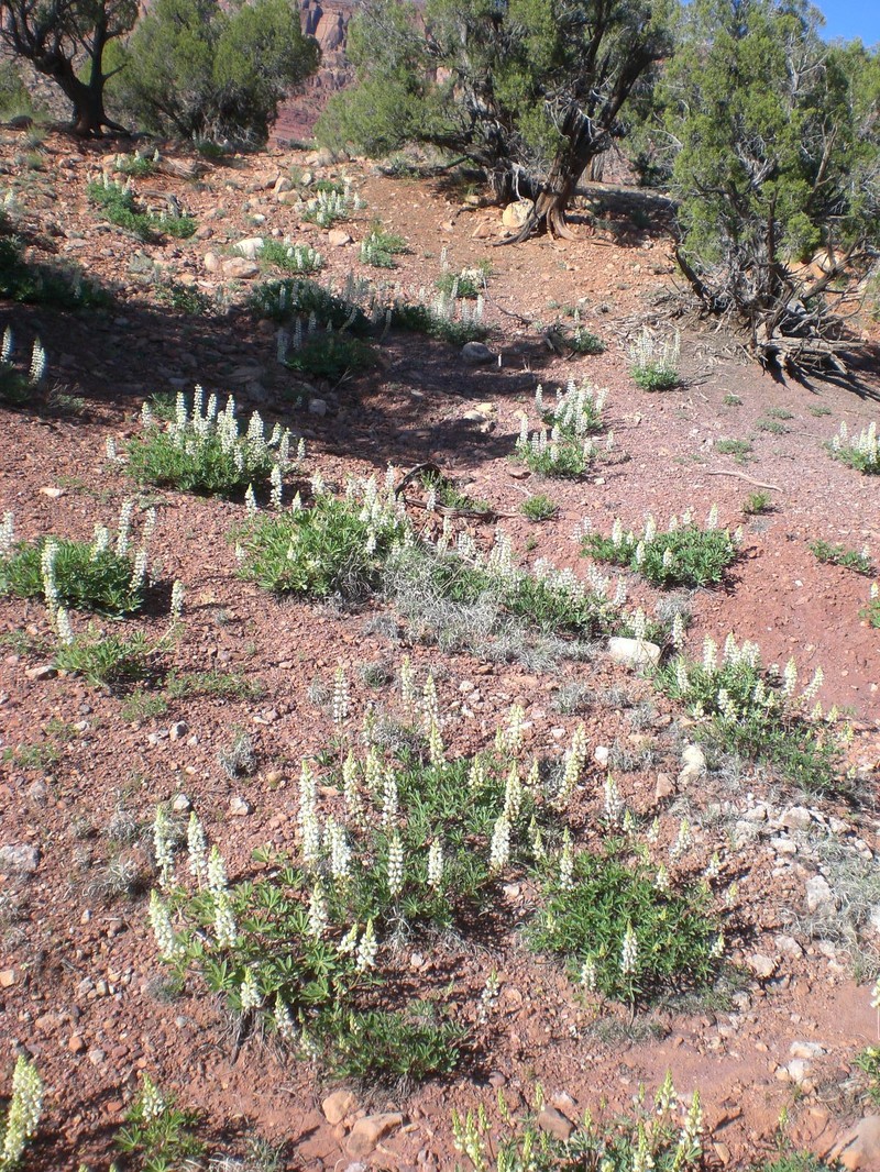 Paradox Lupine photo 5