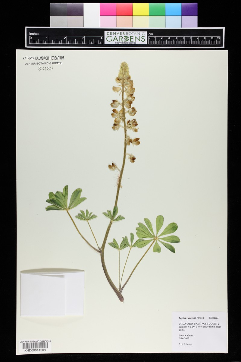 Paradox Lupine photo 6